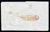 Bargain, Cretaceous Fossil Fish - Lebanon #53937-1